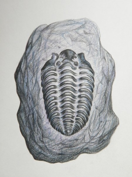 Trilobite